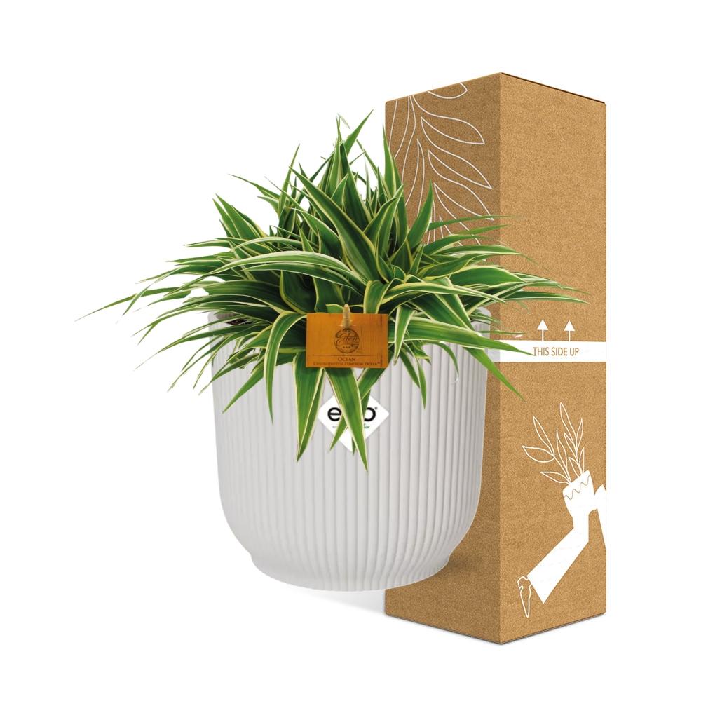 Chlorophytum Ocean 15cm in ELHO Vibes Fold weiß
