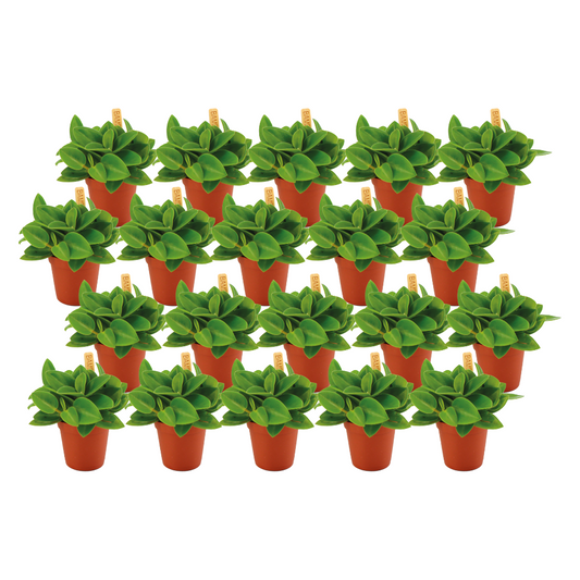 Peperomia Pixi Set – 20 pflegeleichte Mini-Pflanzen Ø5,5cm