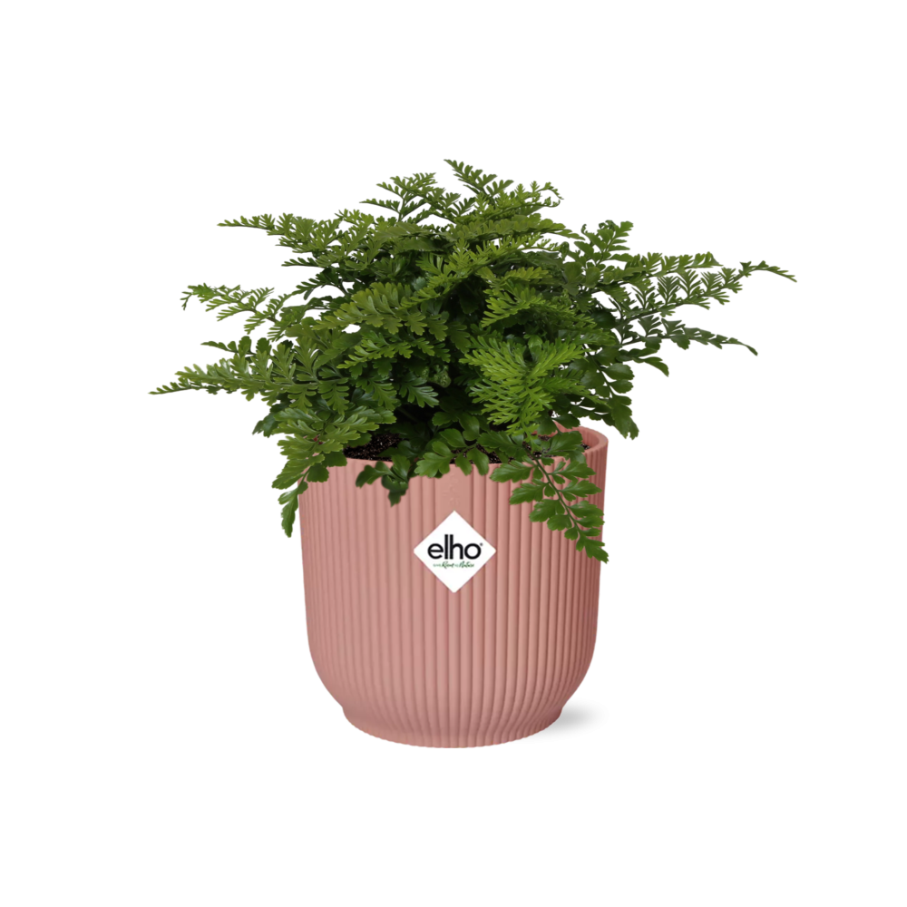 Asplenium Parvati – Eleganter Farn im ELHO Vibes Fold Topf 14cm