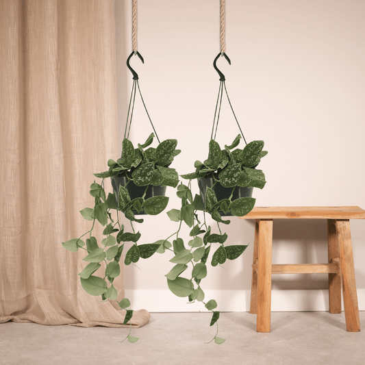 Scindapsus Pictus - 2er Set Ø15cm - Kletterpflanze