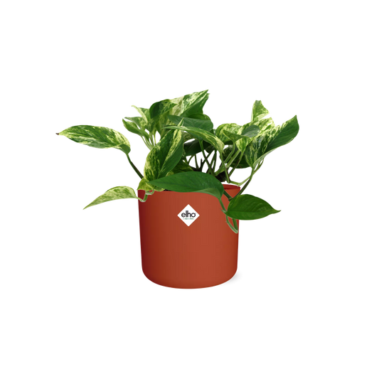 Scindapsus Marble Queen in ELHO b.for soft Rond 14cm Brique