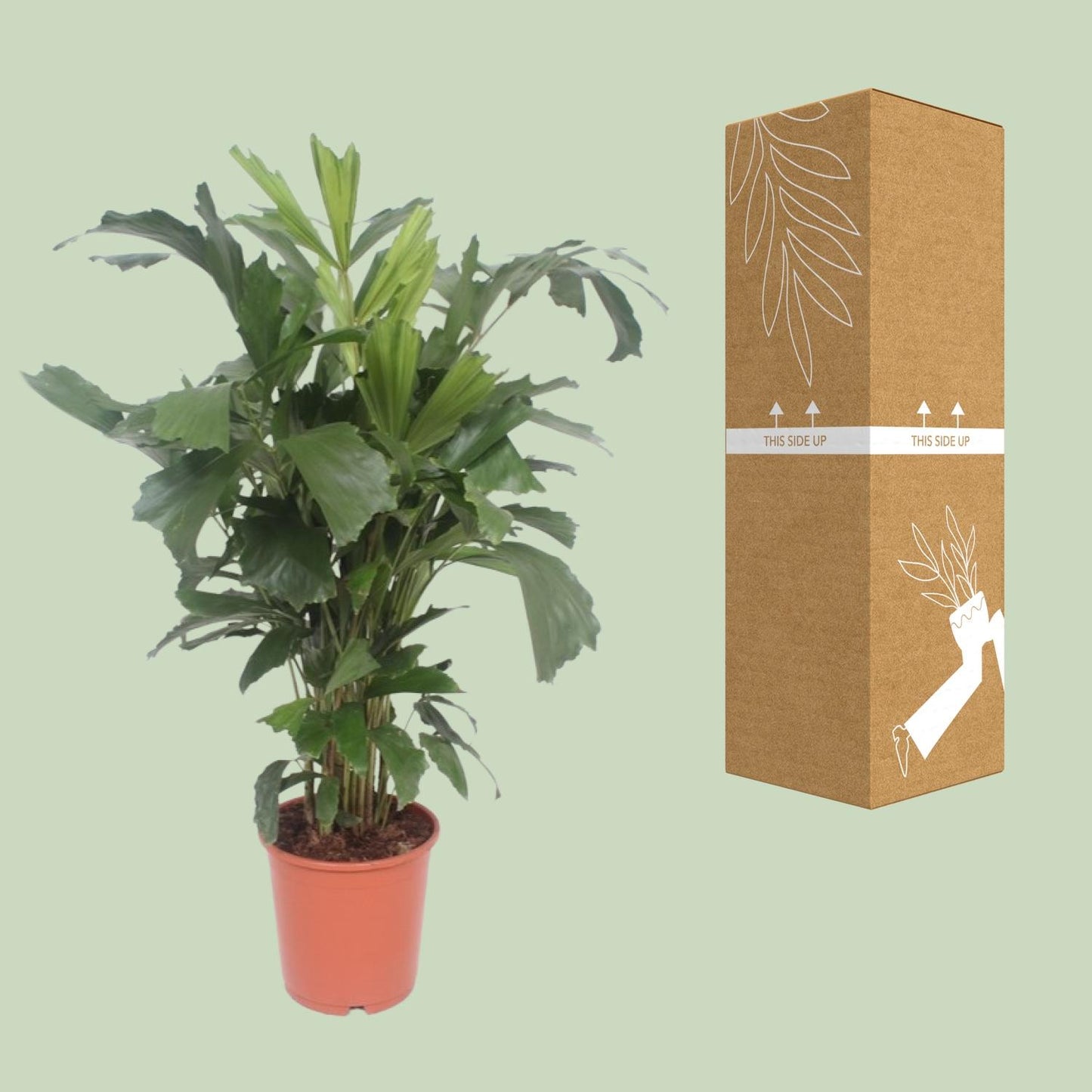 Caryota mitis – Fischschwanzpalme Ø24cm, 110cm hoch