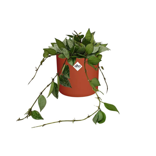 Hoya Krohniana Eskimo – Pflegeleichte Wachsblume im ELHO b.for soft Rond 14cm Brique