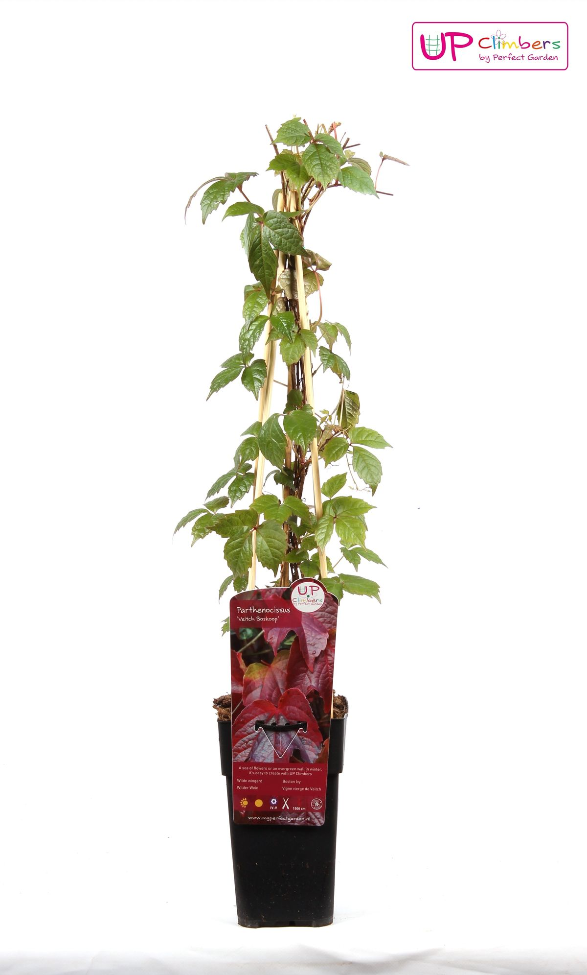 Parthenocissus tricuspidata 'Veitch Boskoop' – Selbstkletternde Rankpflanze Ø15cm