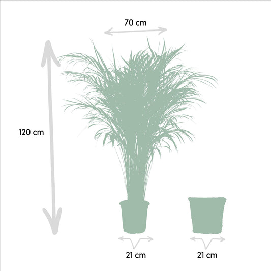 Areca-Palme im Korb – Ø21cm Topf, 110cm Höhe