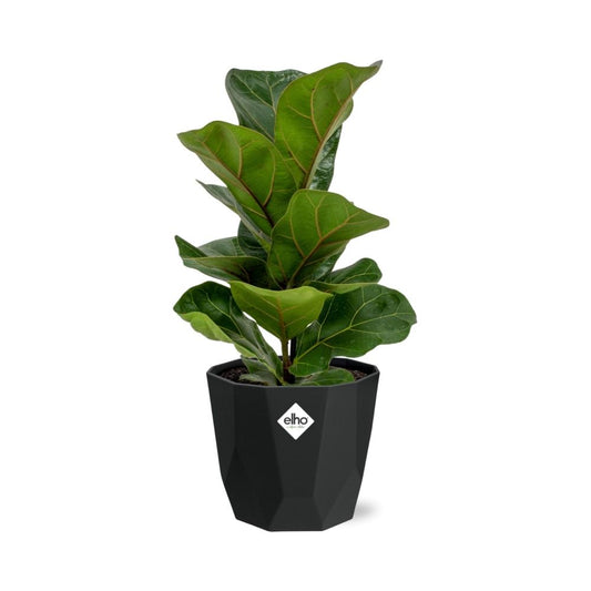 Ficus Lyrata ‘Bambino’ – Pflegeleichter Blattschmuck in 14 cm Topf