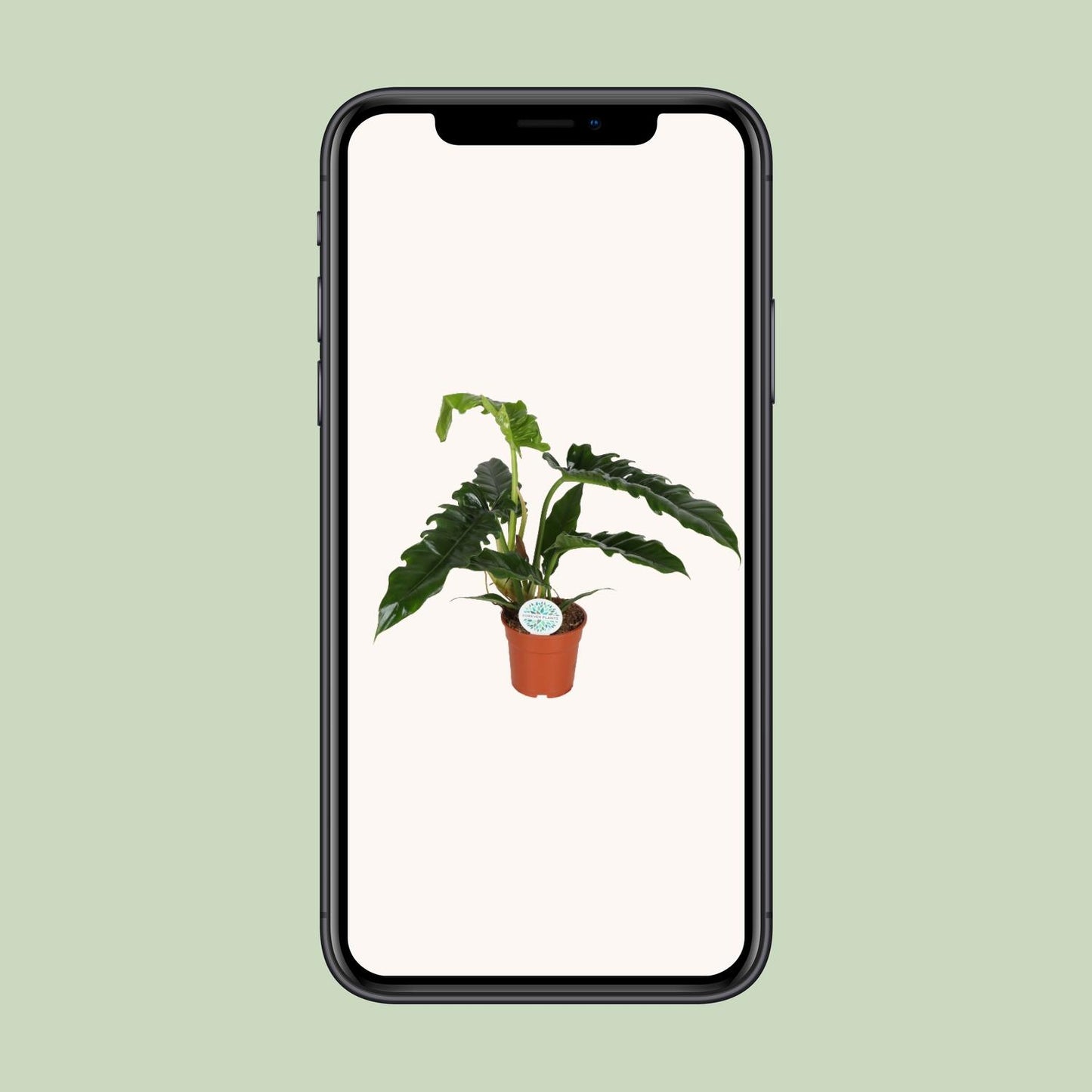 Philodendron Narrow – pflegeleichte, elegante Zimmerpflanze Ø17cm