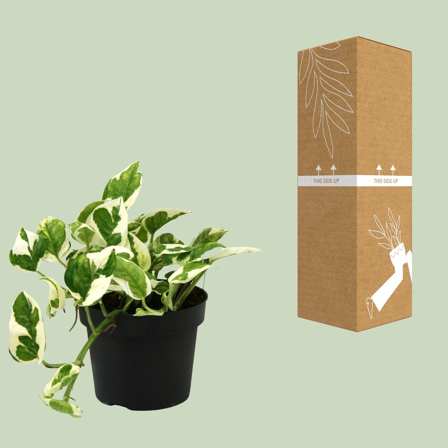 Scindapsus Epipremnum N'joy – Pflegeleichte Kletterpflanze Ø12cm