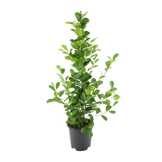 Ficus microcarpa Moclame – pflegeleichter Blattschmuck Ø21cm