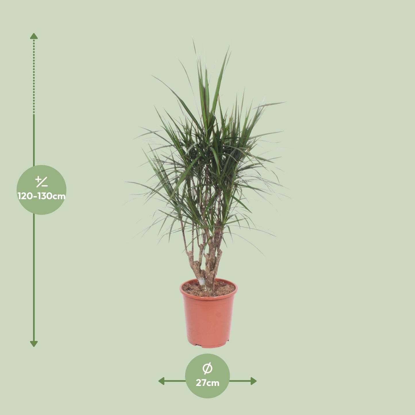 Dracaena Marginata – stilvoller Drachenbaum Ø27cm, 130cm hoch