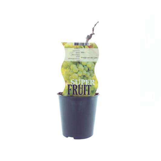 Vitis Vroege Van Der Laan – Weiße Traube Ø12cm, 30cm Höhe