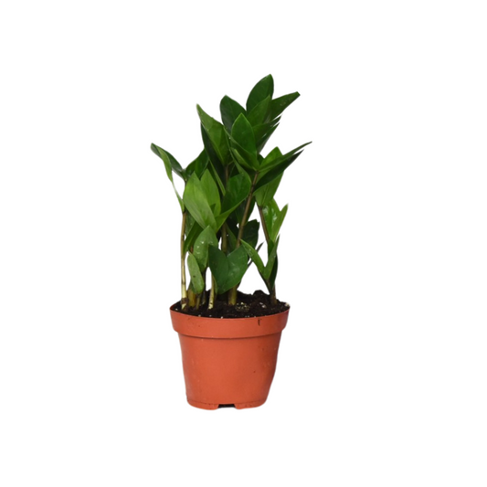 Zamioculcas – Pflegeleichte und stilvolle Zimmerpflanze Ø12cm