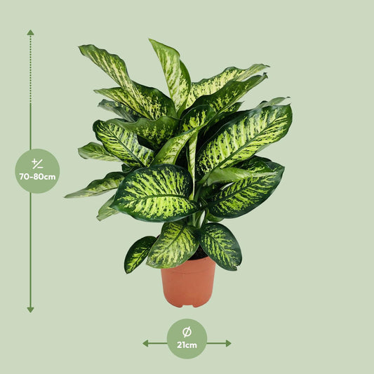 Dieffenbachia Camilla – Pflegeleichte Zimmerpflanze Ø21cm