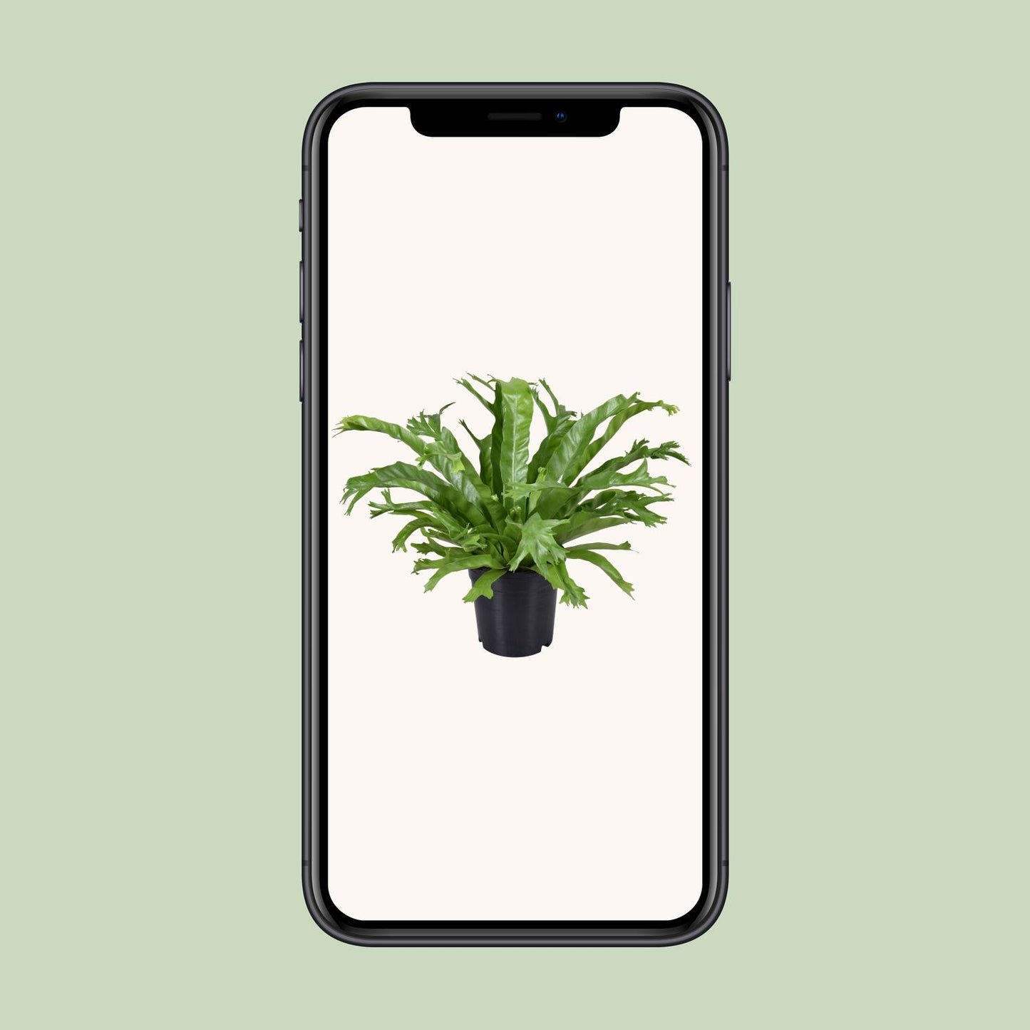 Asplenium Nidus Crissie – Pflegenestfarn Ø17cm, 40cm hoch