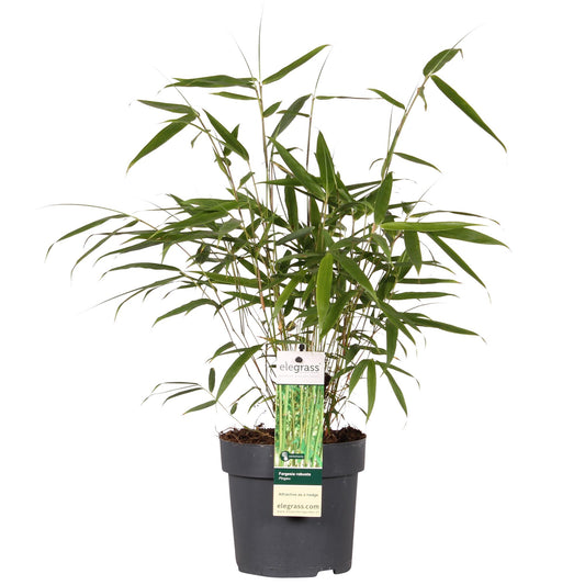 Fargesia robusta 'Pingwu' – Pflegeleichter Bambus Ø14cm, 40cm Höhe