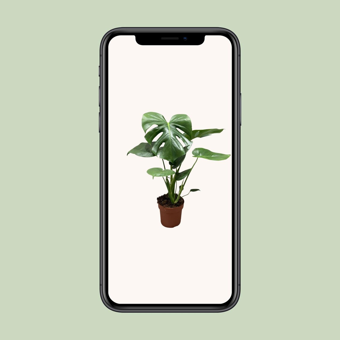 Monstera Deliciosa Bush – Stilvolle & Pflegeleichte Zimmerpflanze