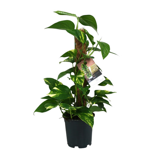Scindapsus Epipremnum - pflegeleichte Hängepflanze Ø15cm