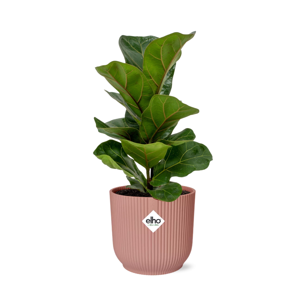 Ficus Lyrata ‘Bambino’ im ELHO Vibes Fold 14cm Topf rosa