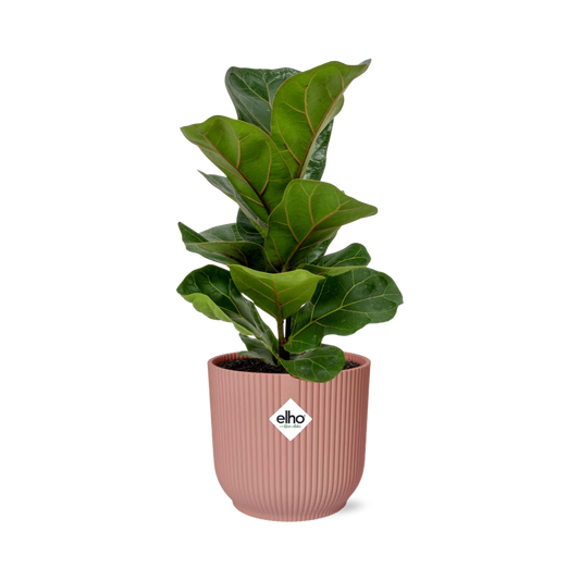 Ficus Lyrata ‘Bambino’ im ELHO Vibes Fold 14cm Topf rosa