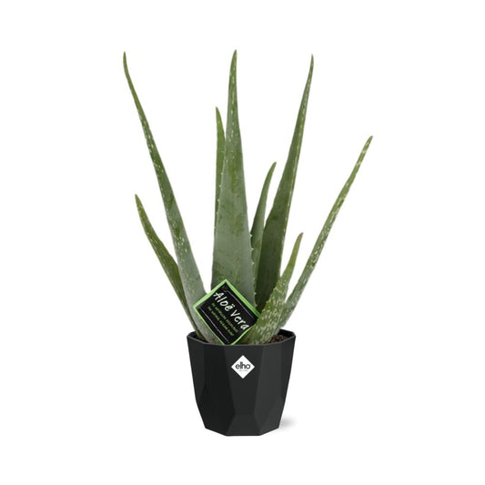Aloe Vera 12cm im stilvollen b.for rock living black Topf