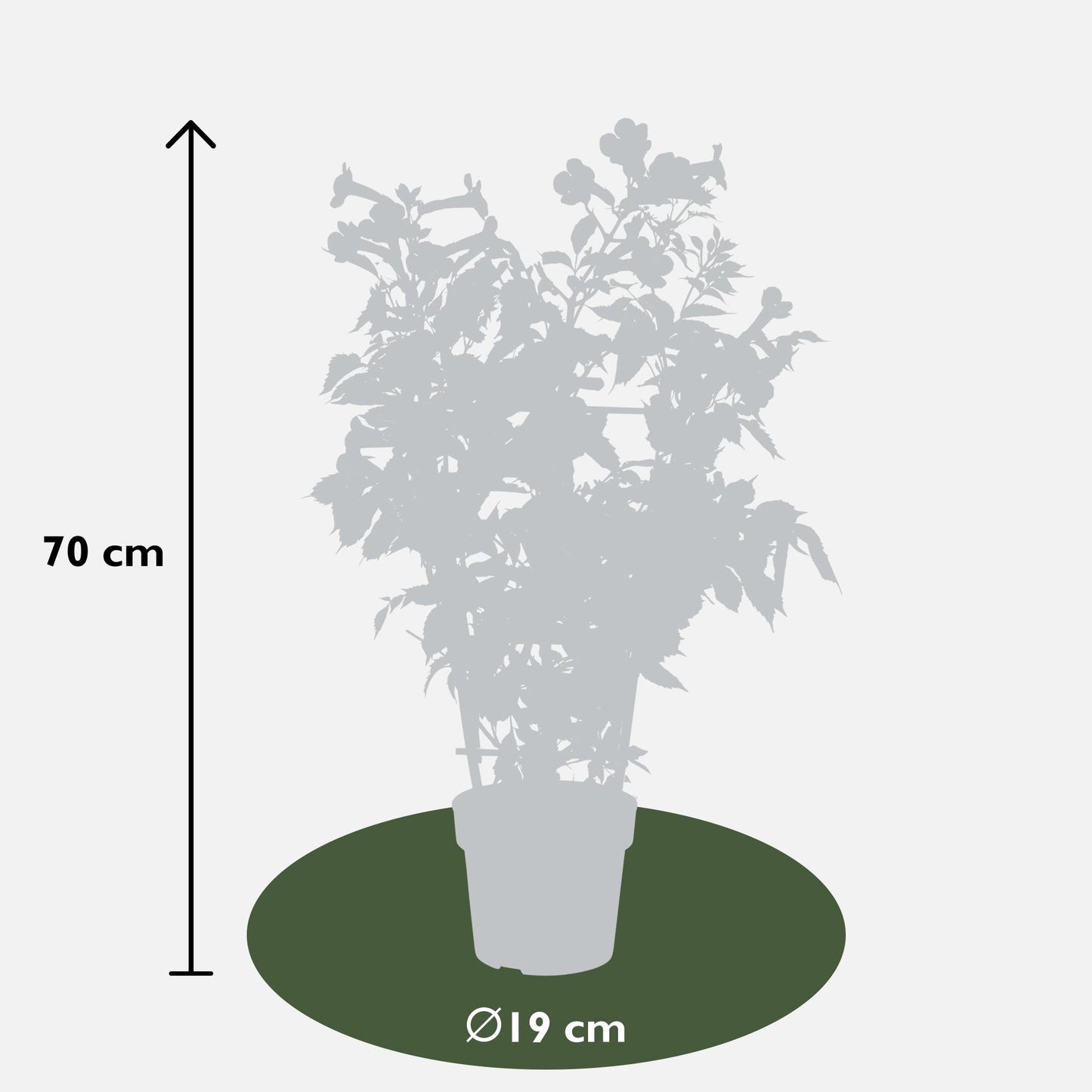 2x Campsis 'Indian Summer' – Pflegeleichte Kletterpflanze Ø15cm