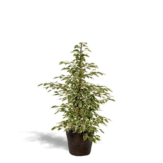 Ficus benjamina Twilight Ø21cm – 95cm mit Korb Igmar