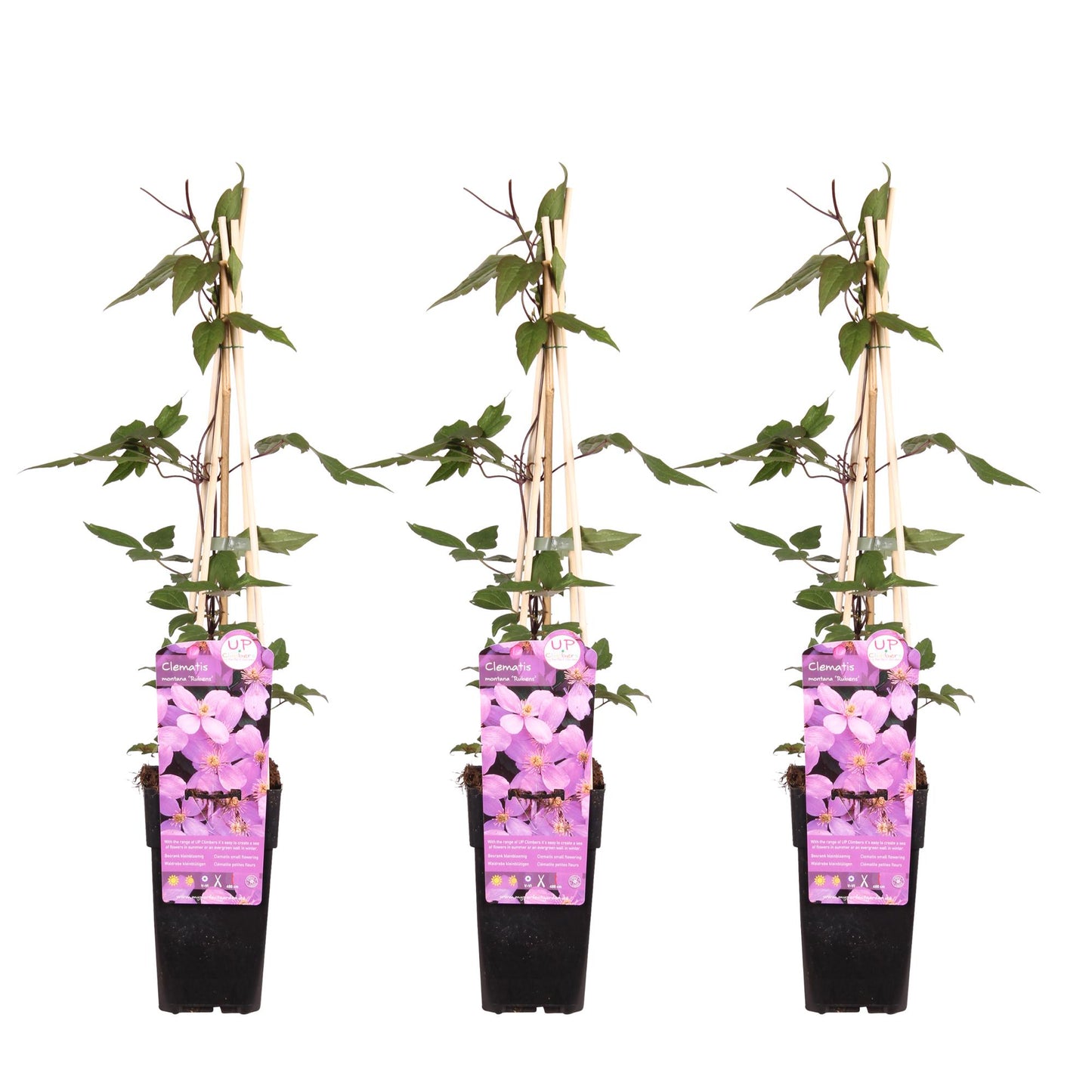 3x Clematis Montana var. rubens – Duftende Kletterpflanze Ø15cm