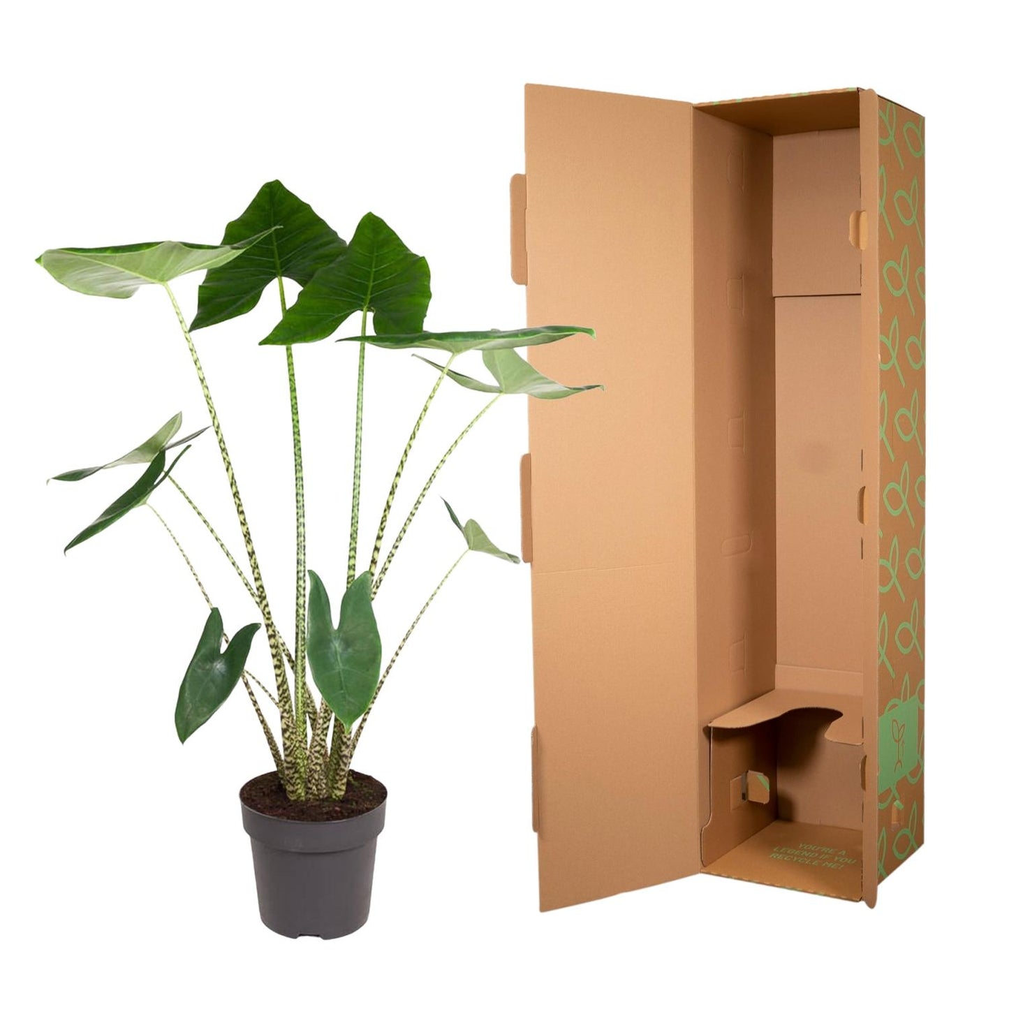 Alocasia Zebrina – Stilvolle XXL Zimmerpflanze 130 cm