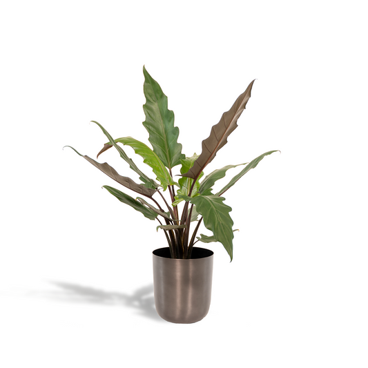 Alocasia Lauterbachiana – Elegantes Elefantenohr Ø19 cm