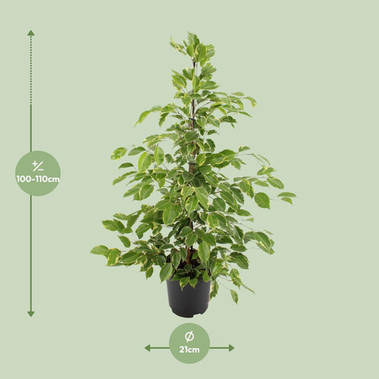 Ficus benjamina Goldenking – pflegeleichter Zimmerbaum Ø21cm