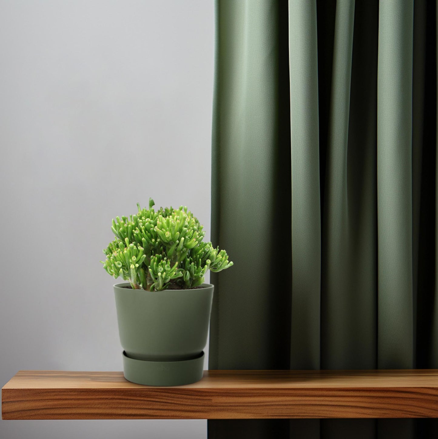 Crassula Hobbit – pflegeleichte Jade-Pflanze Ø23cm