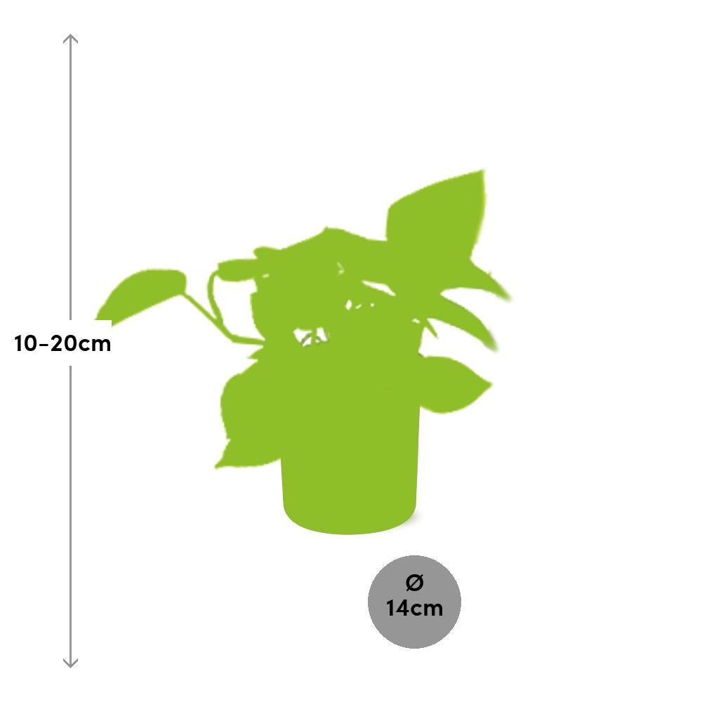Epipremnum Pinnatum ‘Golden Pothos’ – pflegeleichte Efeutute im ELHO Topf