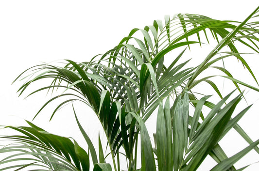 Kentia-Palme – 180 cm – pflegeleicht & elegant