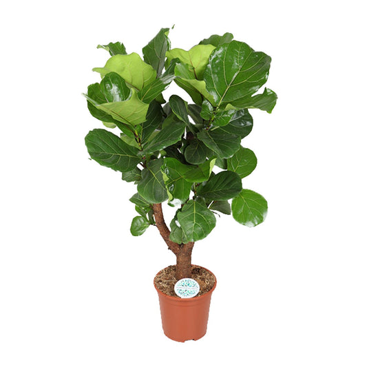 Ficus Lyrata – Elegante, pflegeleichte Zimmerpflanze Ø27cm