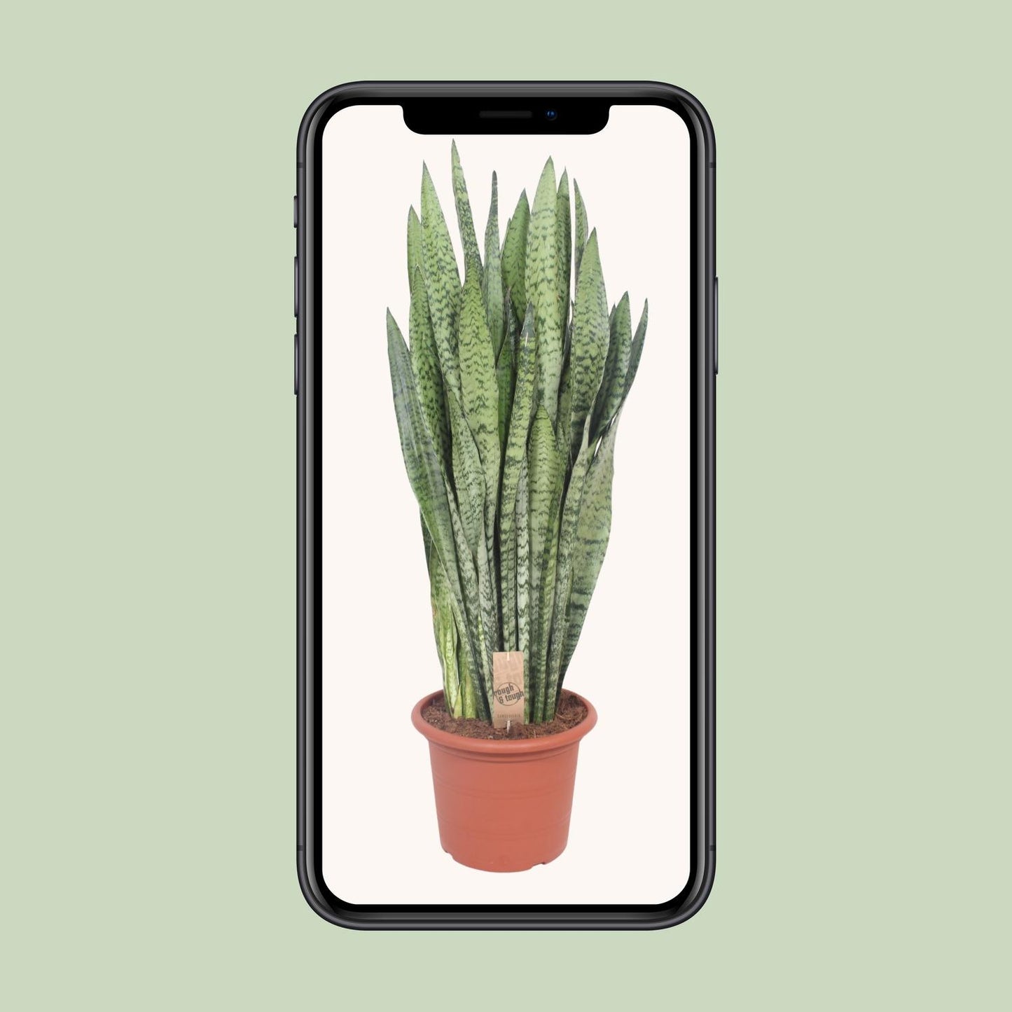 Sansevieria Zeylanica – Pflegeleichte Schwiegermutterzunge Ø30cm