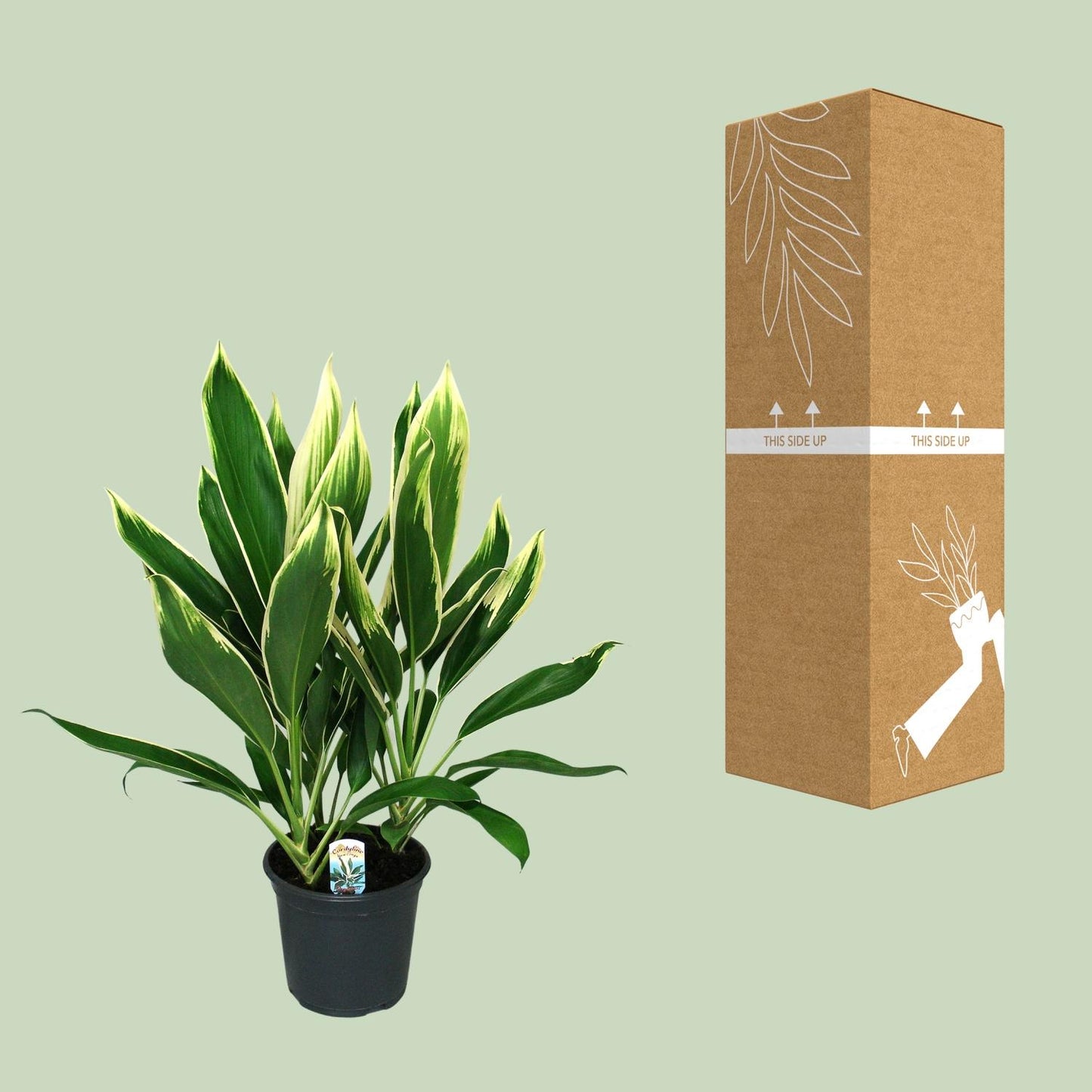 Cordyline New Conga – Pflegeleichte, bunte Zimmerpflanze Ø19cm