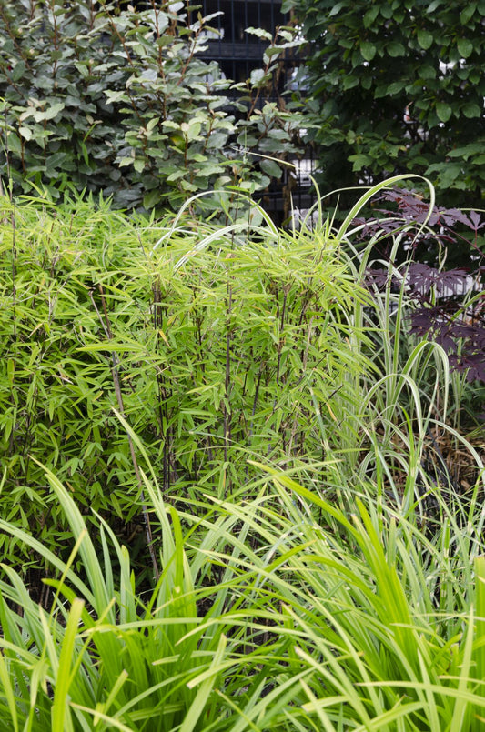 3x Carex morrowii 'Irish Green' - Robust & Pflegeleicht Ø14cm