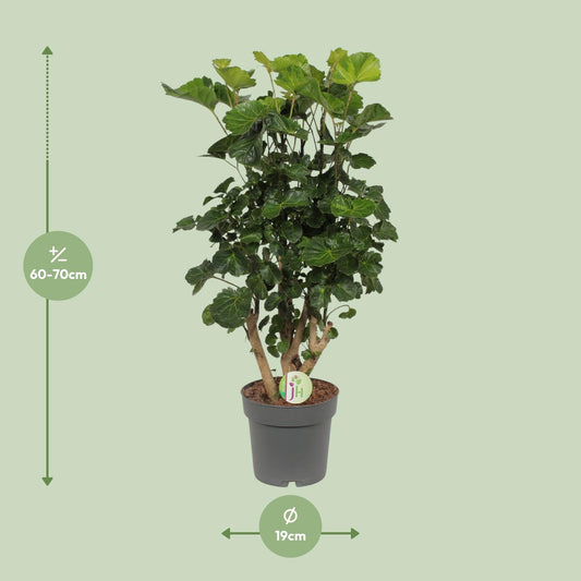 Polyscias Lemon – Pflegeleichte, dekorative Zimmerpflanze Ø19cm