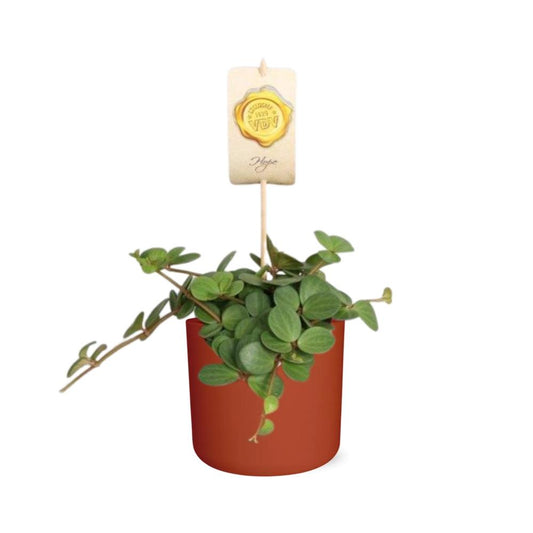 Peperomia ‘Hope’ – Pflegeleichte Zimmerpflanze im ELHO Topf