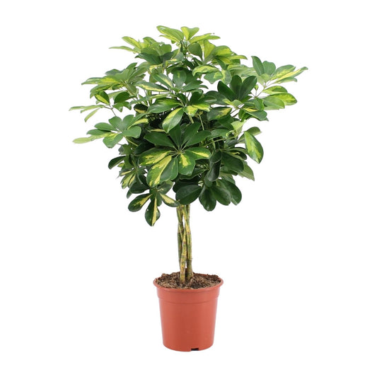 Schefflera Arboricola Gold Capella Ø19cm, 75cm hoch
