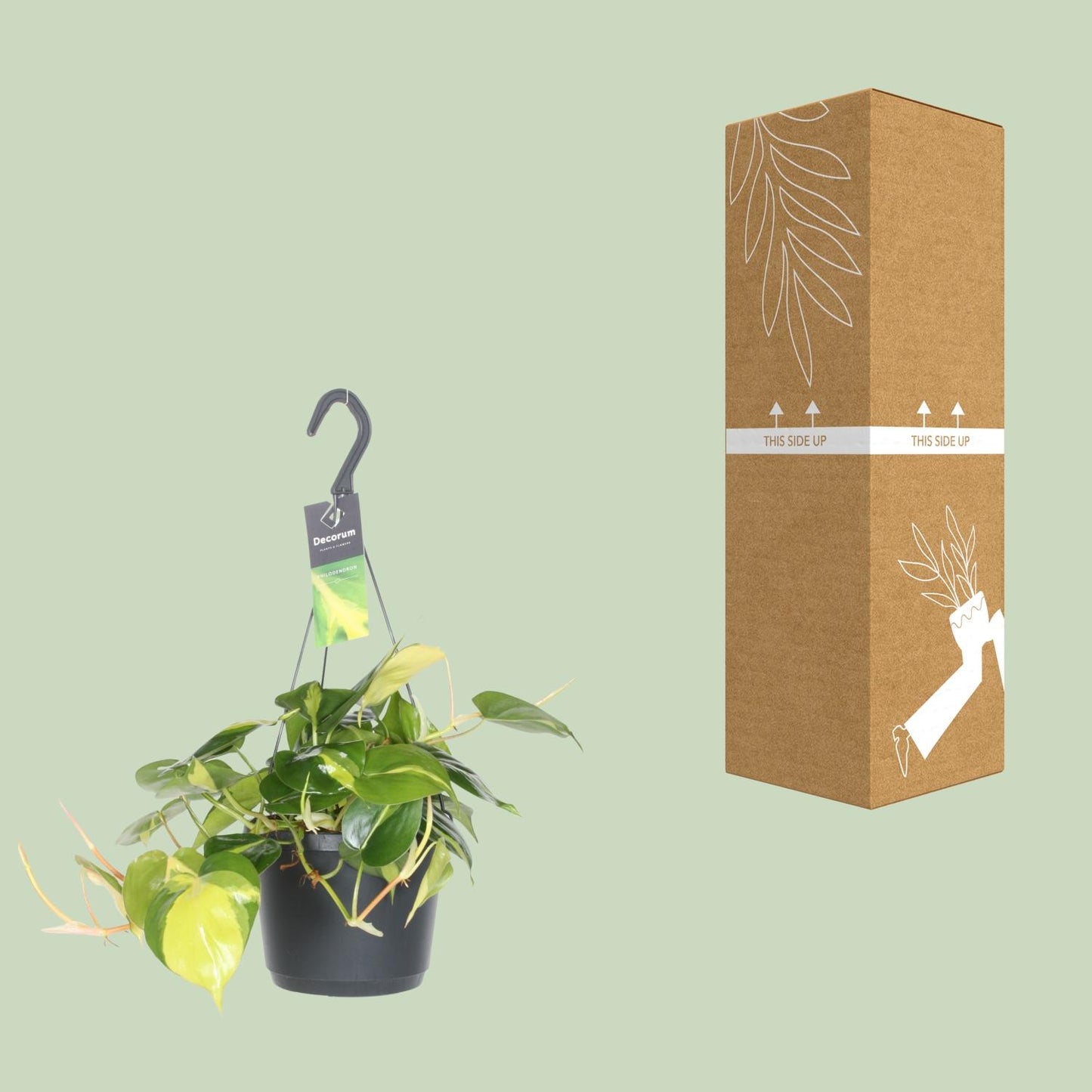 Philodendron Scandens Brasil – Pflegeleichte Hängepflanze Ø17cm