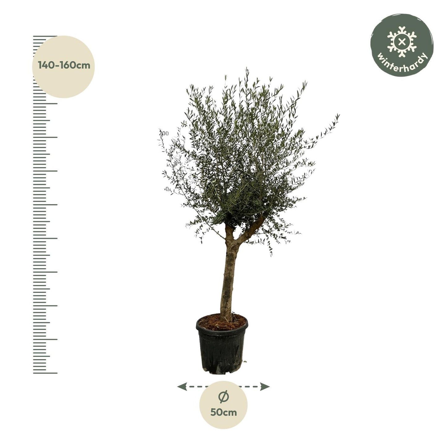 Olea Lorc Olivenbaum – 200 cm, Ø 45 cm – elegant & pflegeleicht