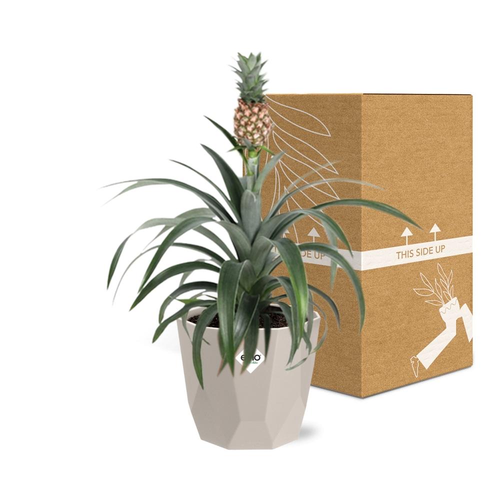 Ananas-Pflanze in ELHO b.for rock 14 cm warm grey