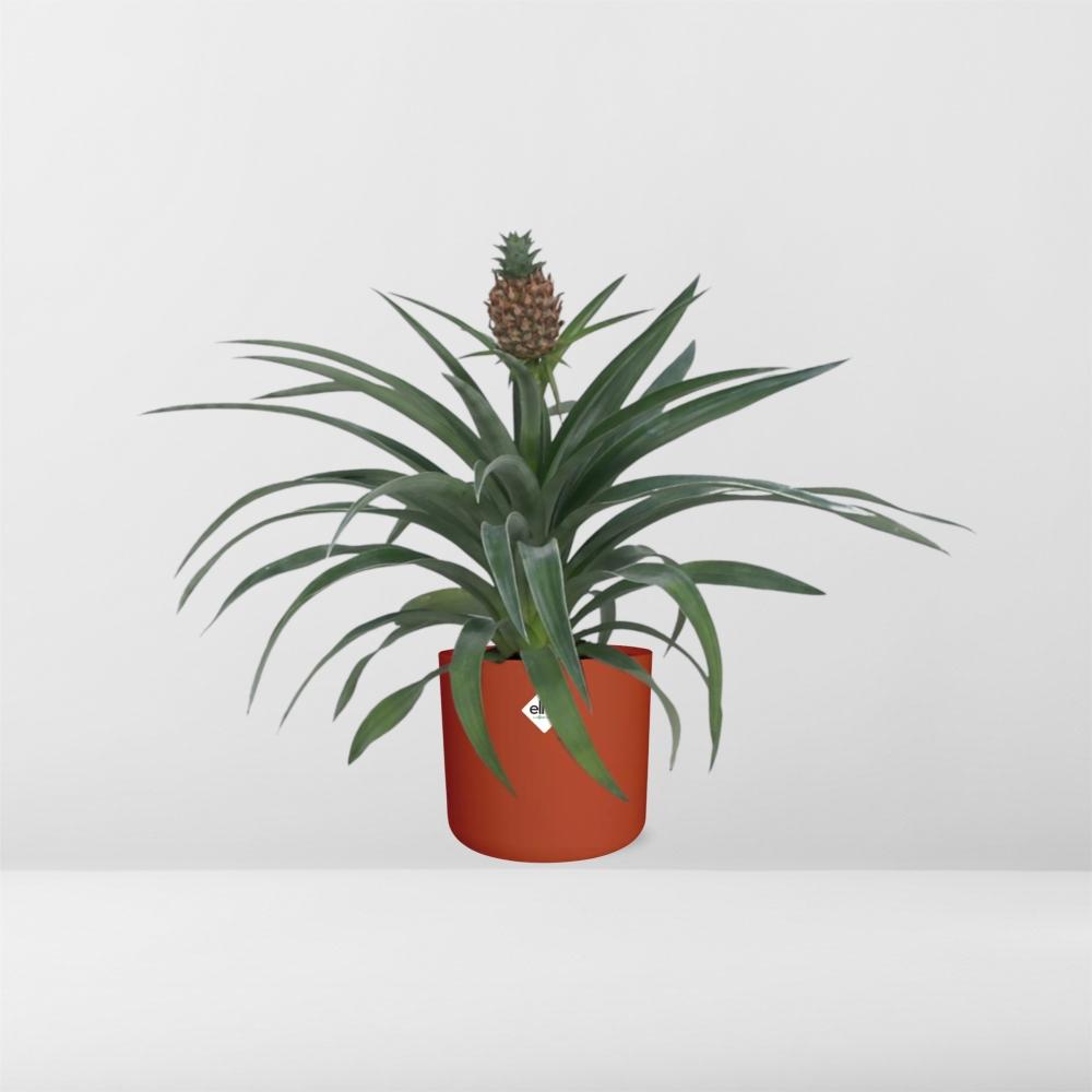 Ananas-Pflanze im 12 cm Topf – Tropische Zimmerpflanze
