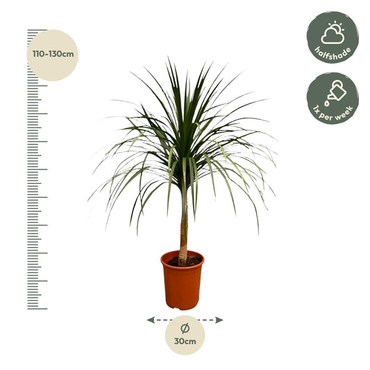 Dracaena Draco – Majestätischer Drachenbaum 120 cm