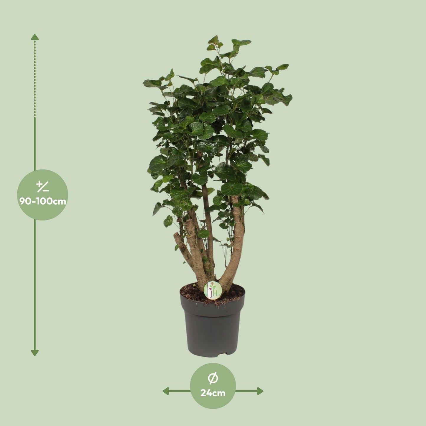 Polyscias Lemon – Pflegeleichte XL-Zimmerpflanze Ø24cm, 95cm hoch