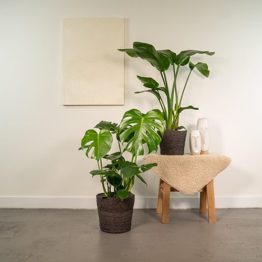 Strelitzia Nicolai & Monstera Deliciosa im Korb Ø19/21cm
