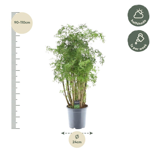 Polyscias Hawaiiana Ming – Pflegeleichter Blattschmuck 90 cm