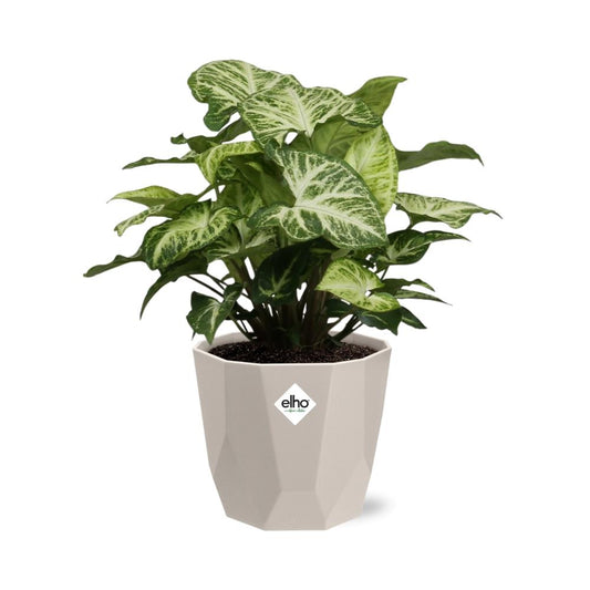 Syngonium Arrow – Pflegeleichte Pfeilblattpflanze im ELHO b.for rock 14 cm Topf