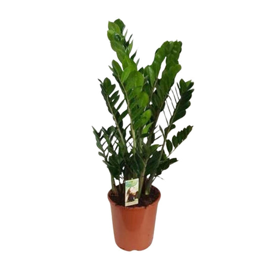Zamioculcas Zamiifolia – Pflegeleichte XXL Zimmerpflanze Ø27cm